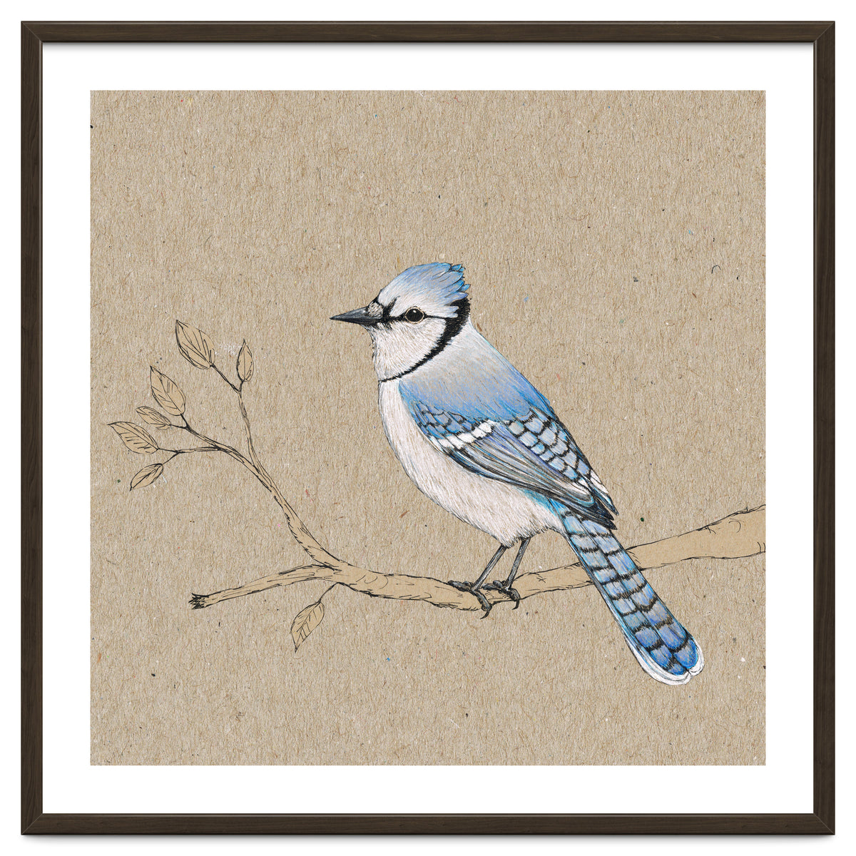 Blue jay