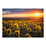 Sunflowers at Sunset (Print Only) thumbnail
