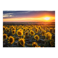 Sunflowers at Sunset (Print Only)