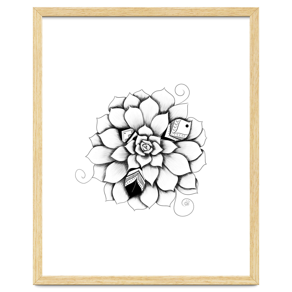 Poetic Echeveria Plant