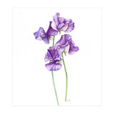 A Purple Posy Of Sweet Peas (Print Only) thumbnail
