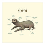 Anatomy Of A Sloth (Print Only) thumbnail