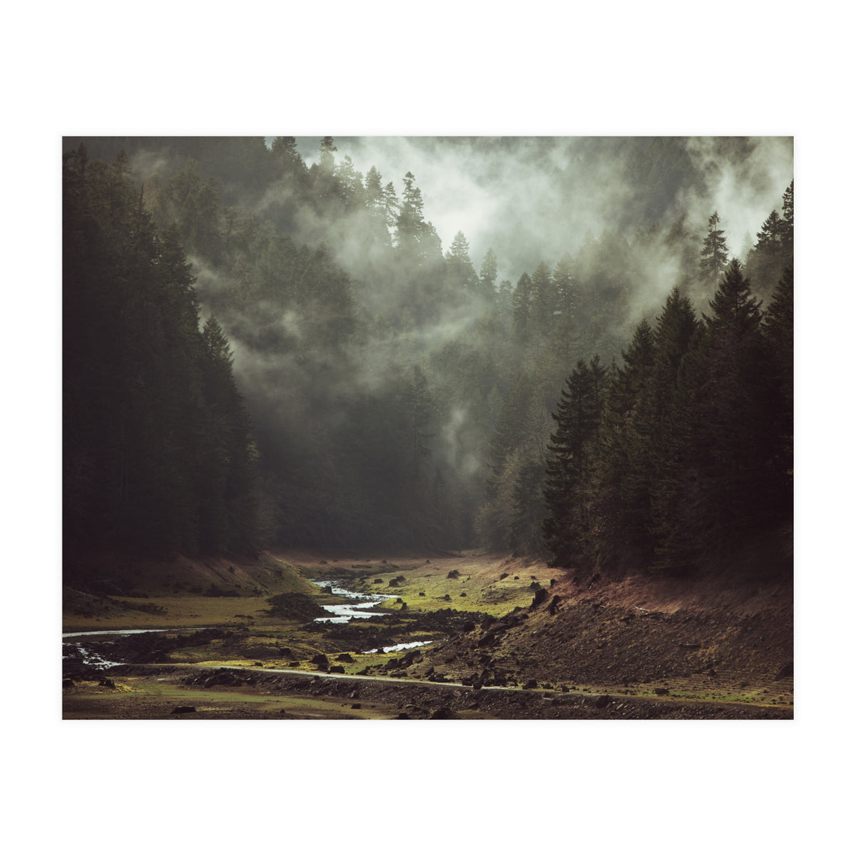 Foggy Forest Creek (Print Only)