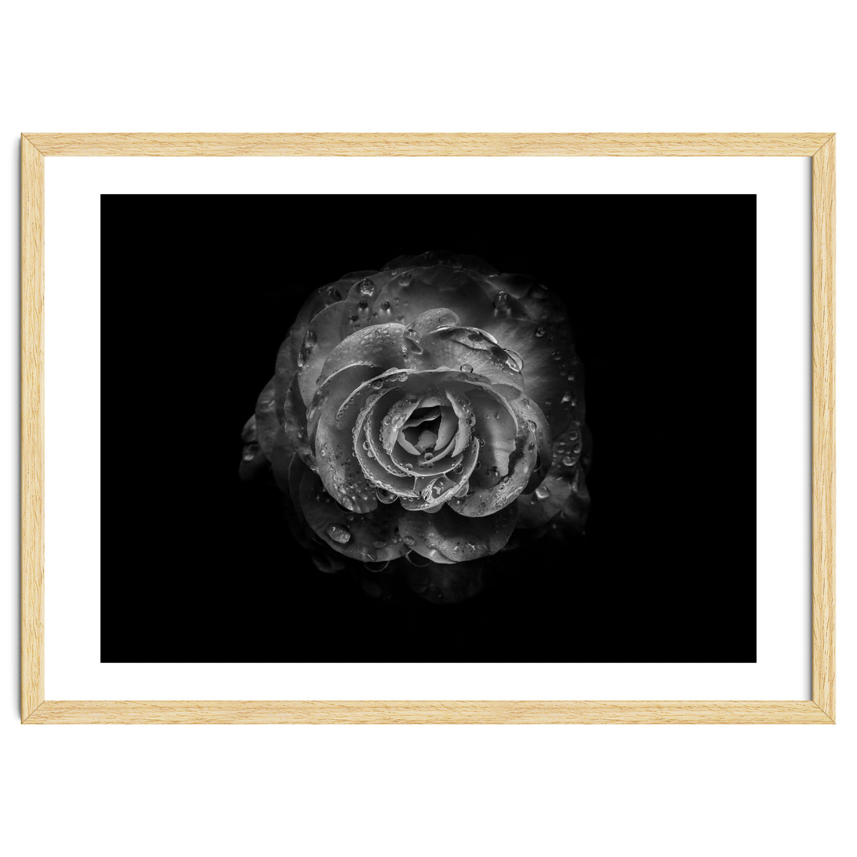 Backyard Flowers In Black And White No 64