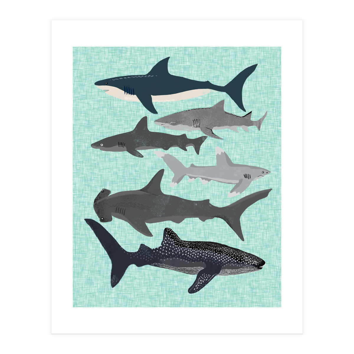 Sharks (Print Only)