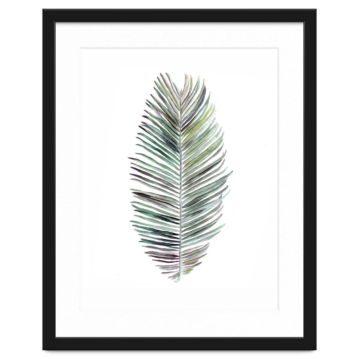Botanical Illustration Cocos Palm