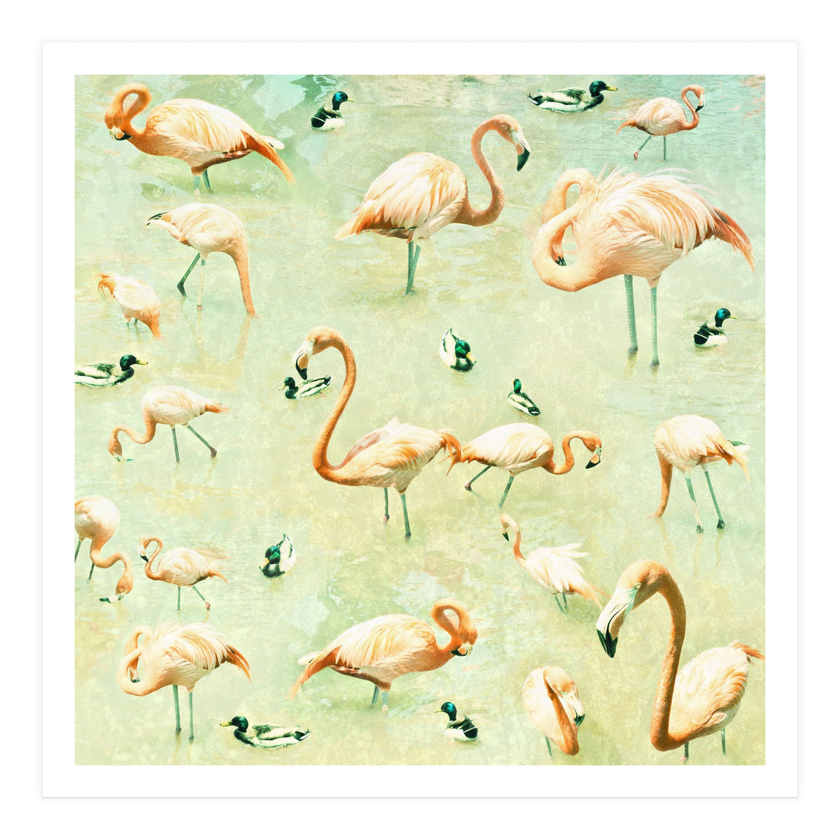 Flamingos (Print Only)