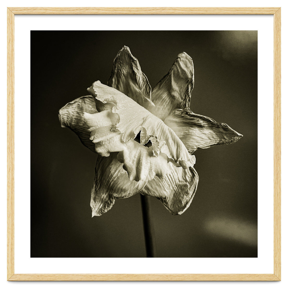 Wilting daffodil
