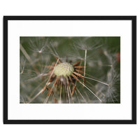 Dandelion Seeds