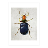 animal (Print Only) thumbnail