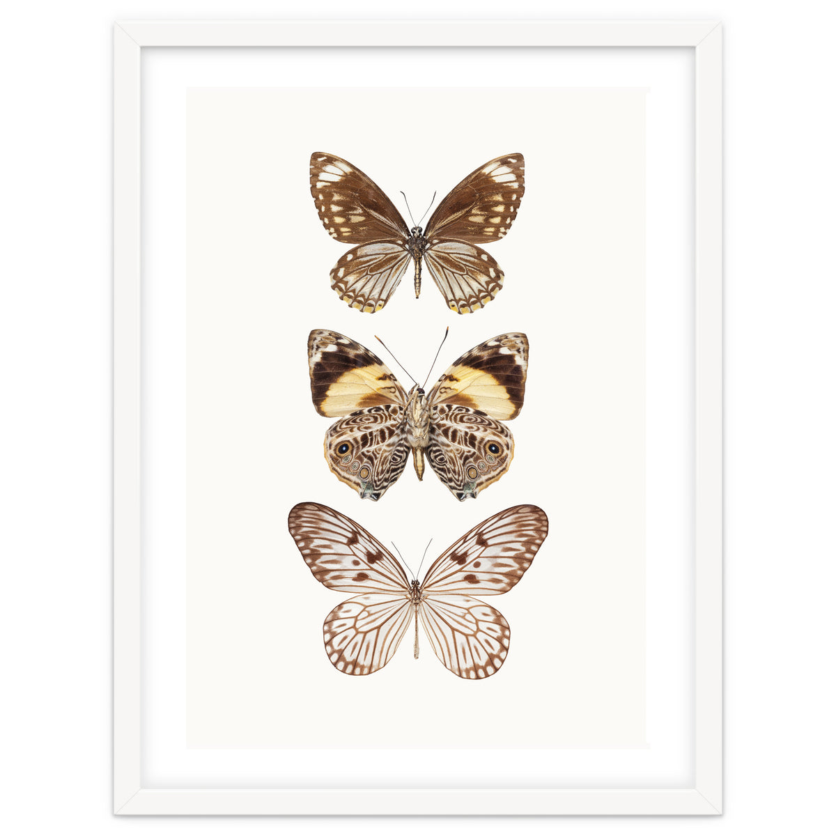 Cc Butterflies 06