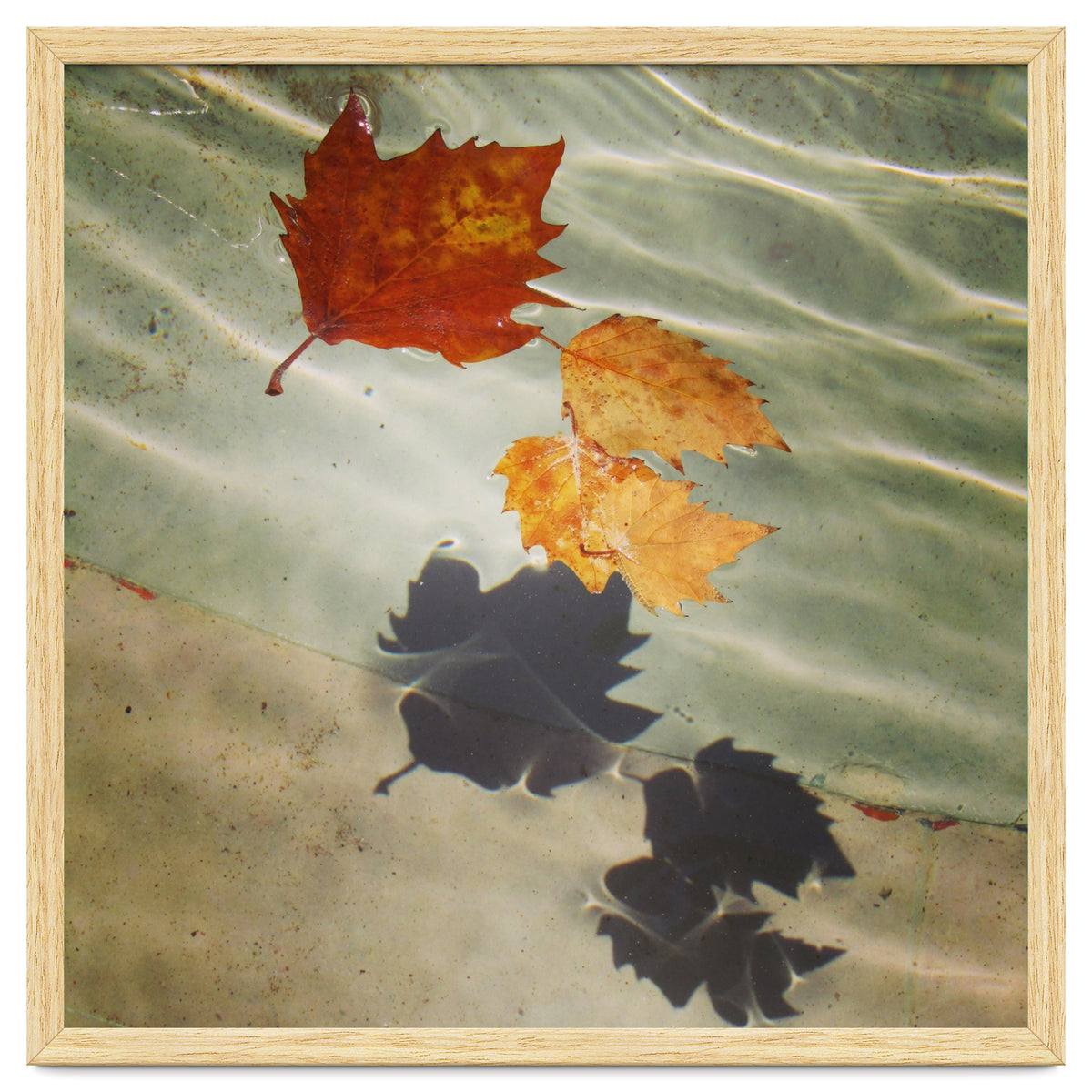 Floating leaves