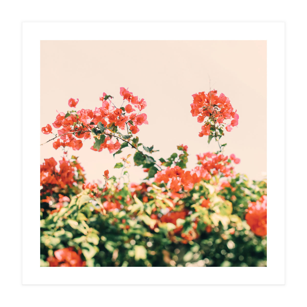 Bouganvillea Dream  (Print Only)