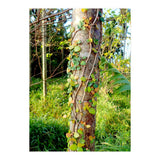 Vine (Print Only) thumbnail