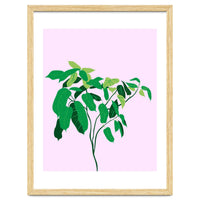 Ficus on Pink Background