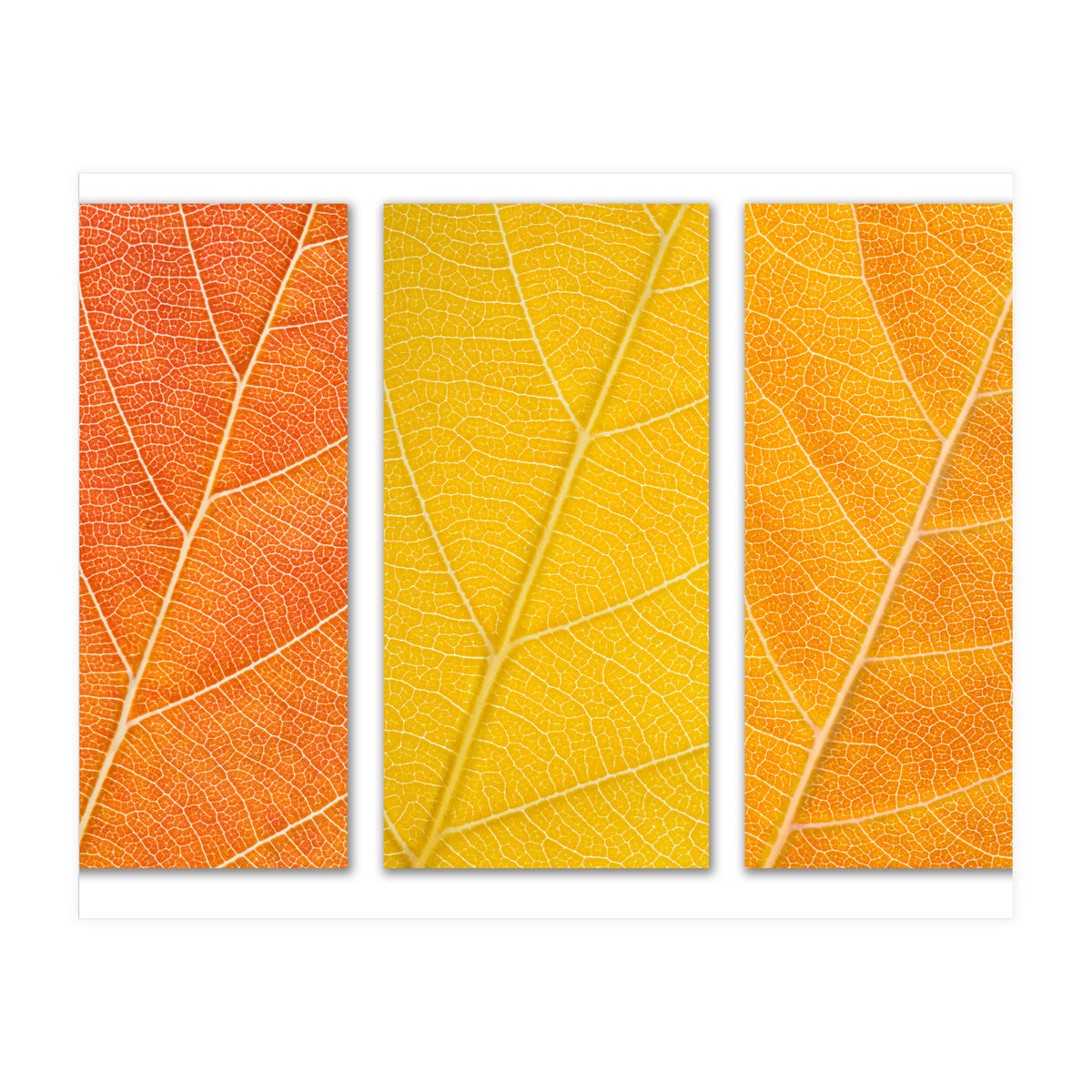 Autumn Leaves (Print Only)