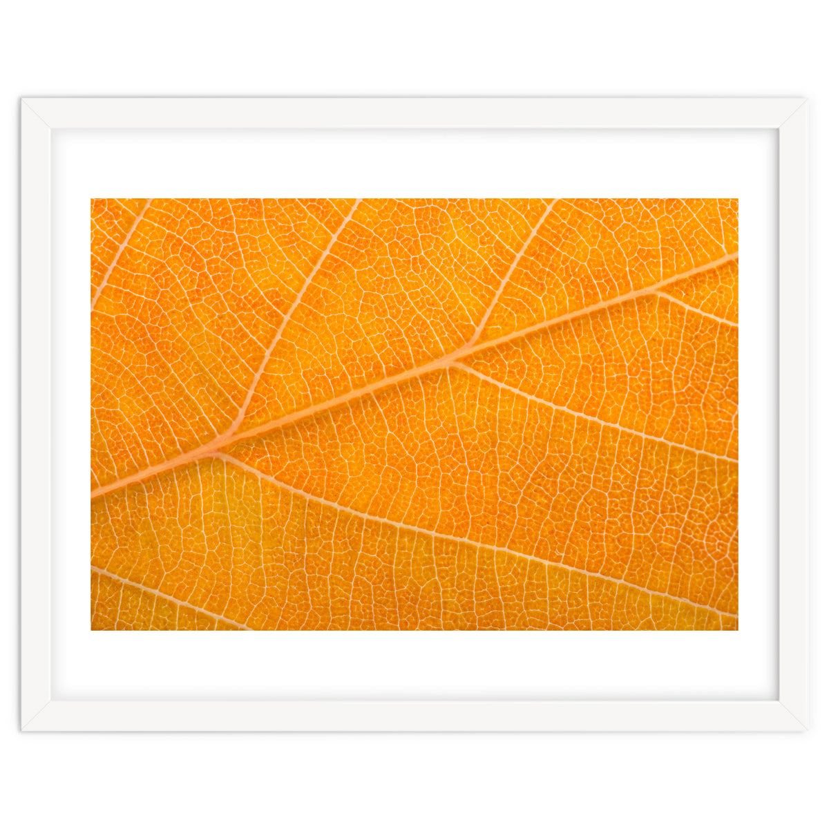 Autumn Leaf
