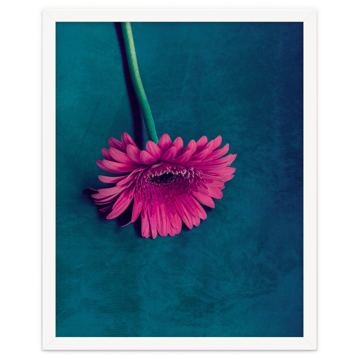 Gerbera for love