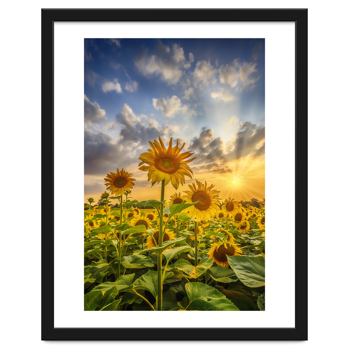 Sunset with beautiful sunflowers