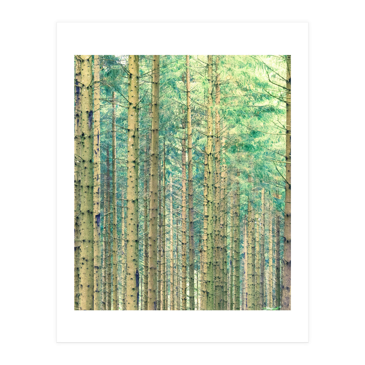 Locked In The Woods (Print Only)