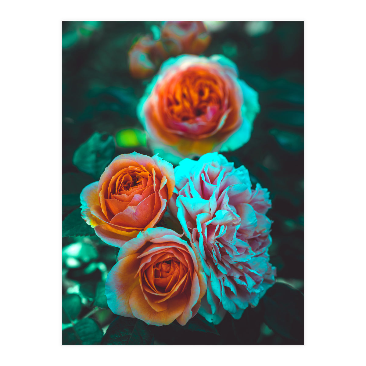Rose Flowers  (Print Only)