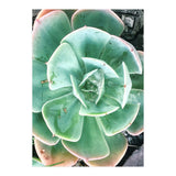 68 (Print Only) thumbnail