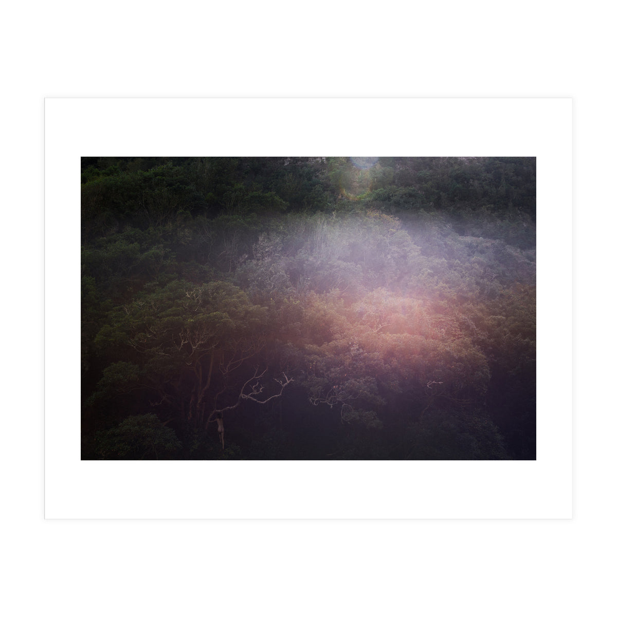 Into the Wild (Print Only)