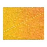 Autumn Leaf (Print Only) thumbnail