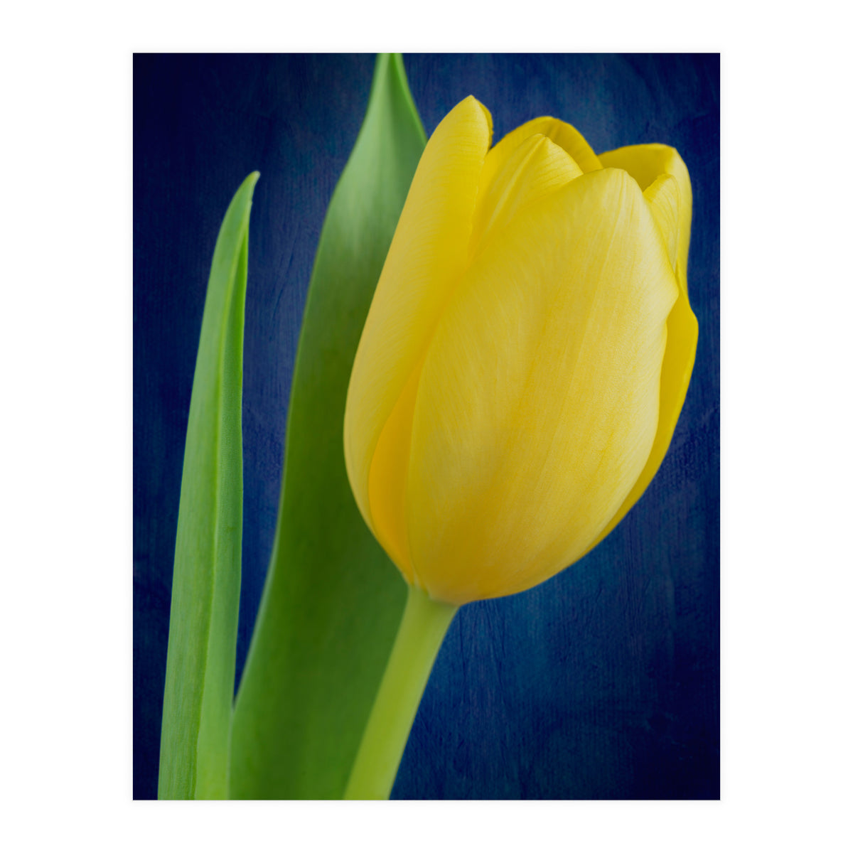 Tulip (Print Only)