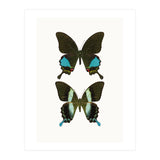 Cc Butterflies 02 (Print Only) thumbnail