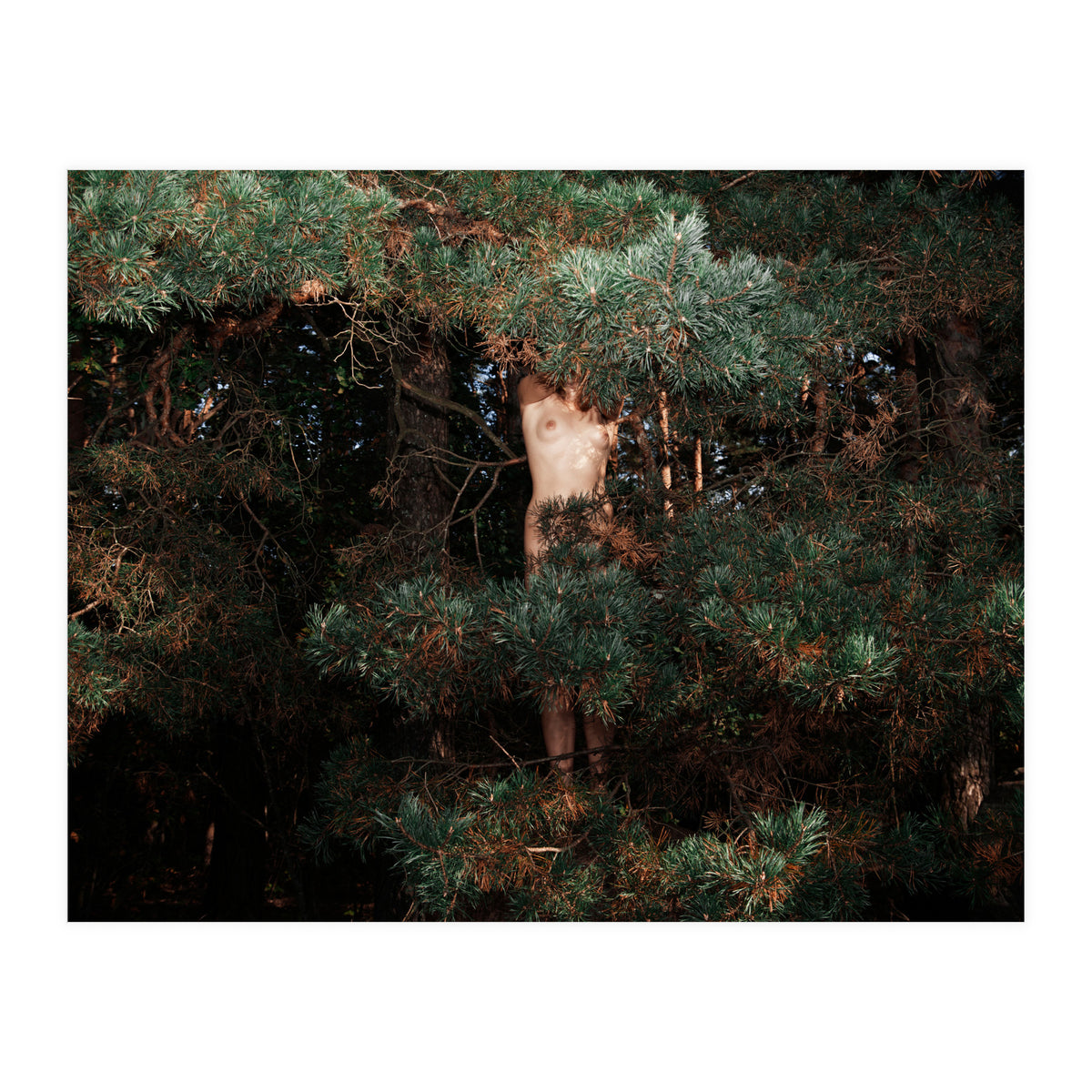 The Eyes of the Forest (Print Only)