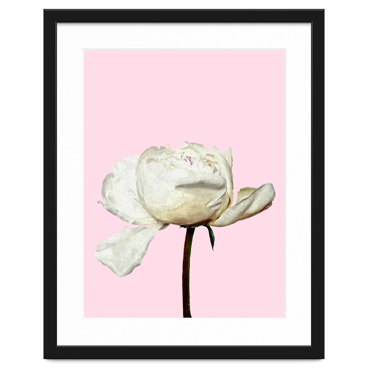 White Peony Pink Background