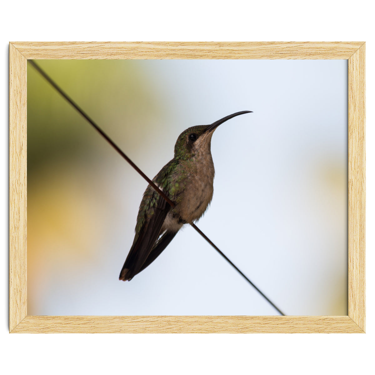 Colibri from Haïti