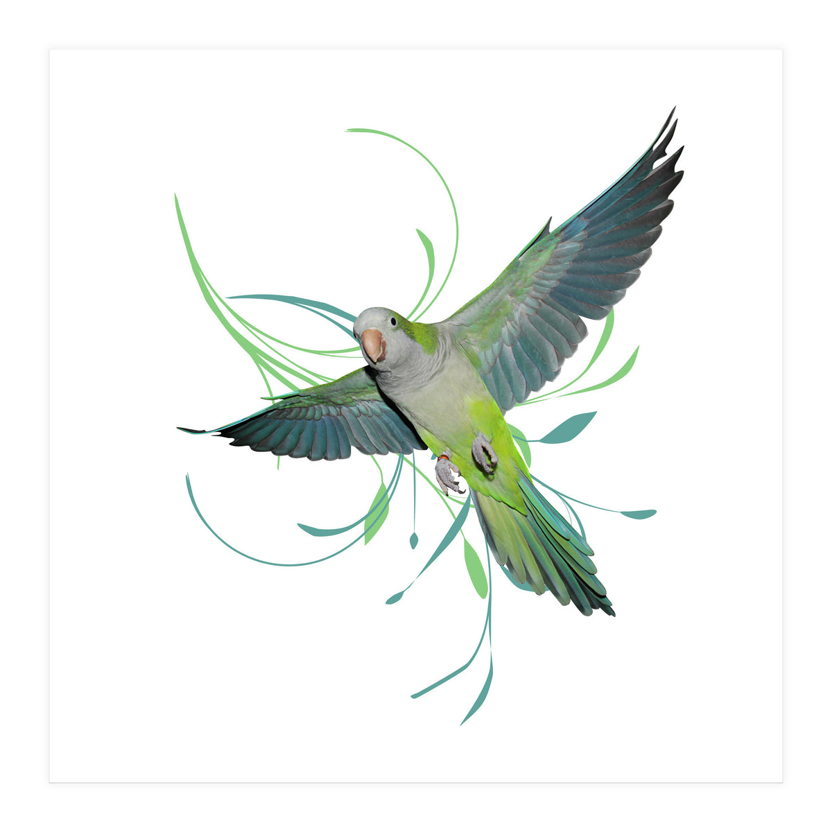Flying quaker parrot (Print Only)