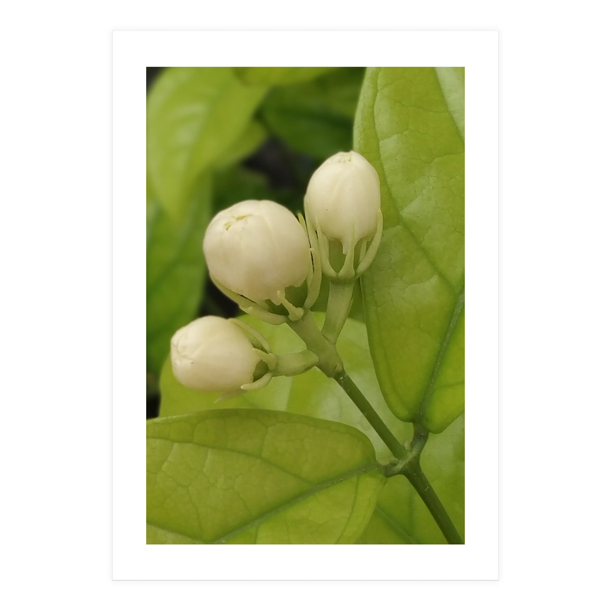 Jasmine Fragrance (Print Only)