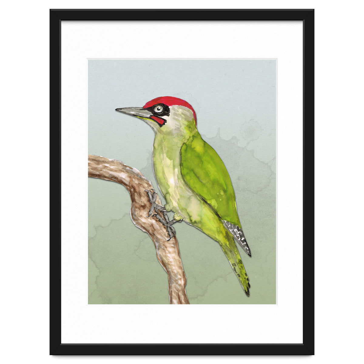 Green woodpecker