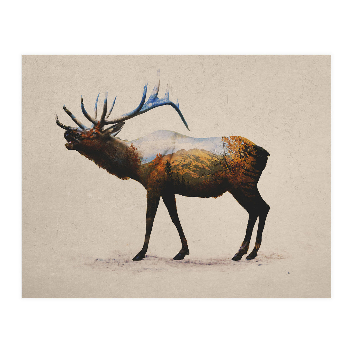 The Rocky Mountain Elk (Print Only)