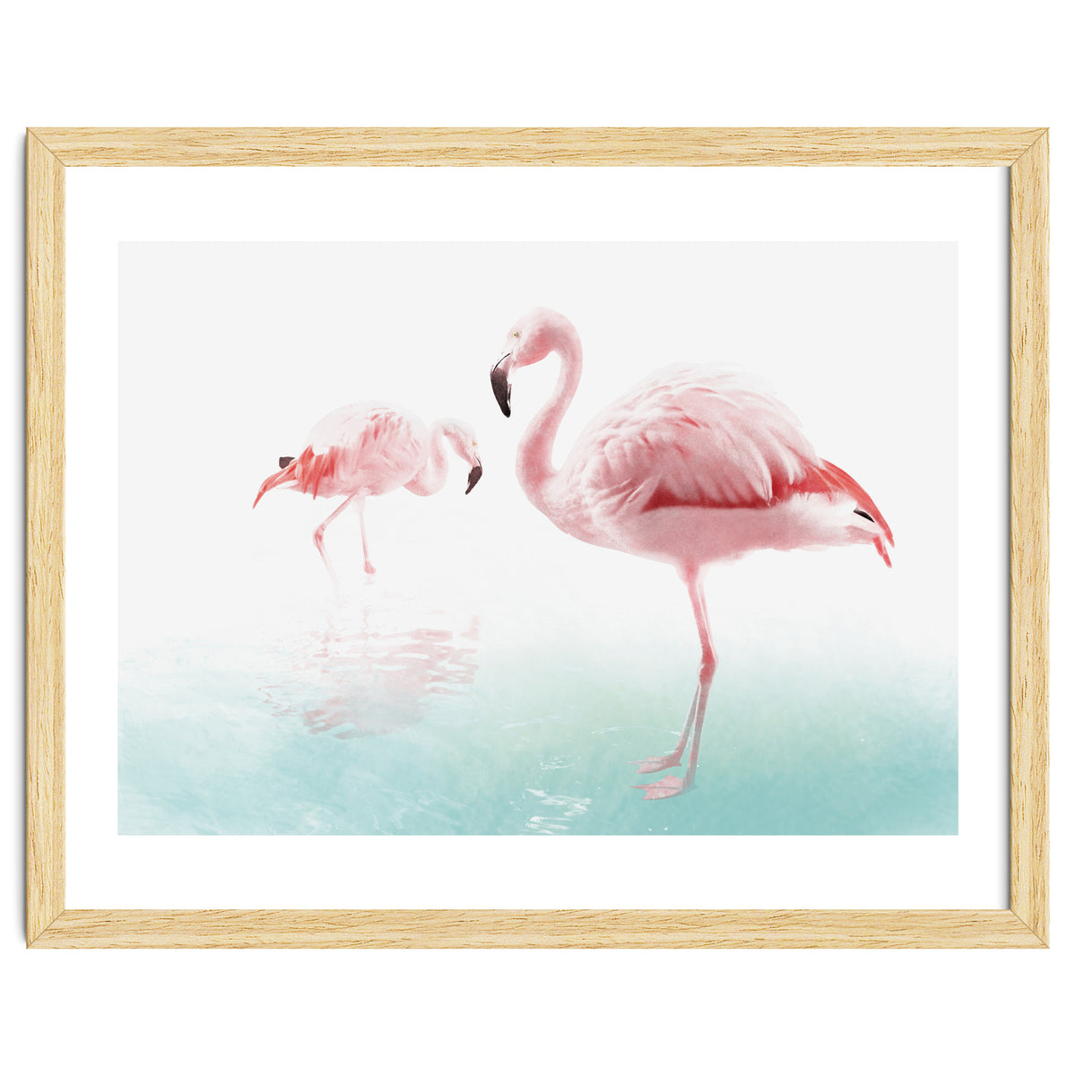 Flamingos