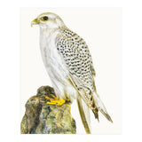 Cc Birds 03 (Print Only) thumbnail