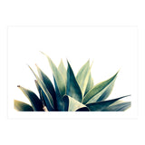Botanical cactus I (Print Only) thumbnail