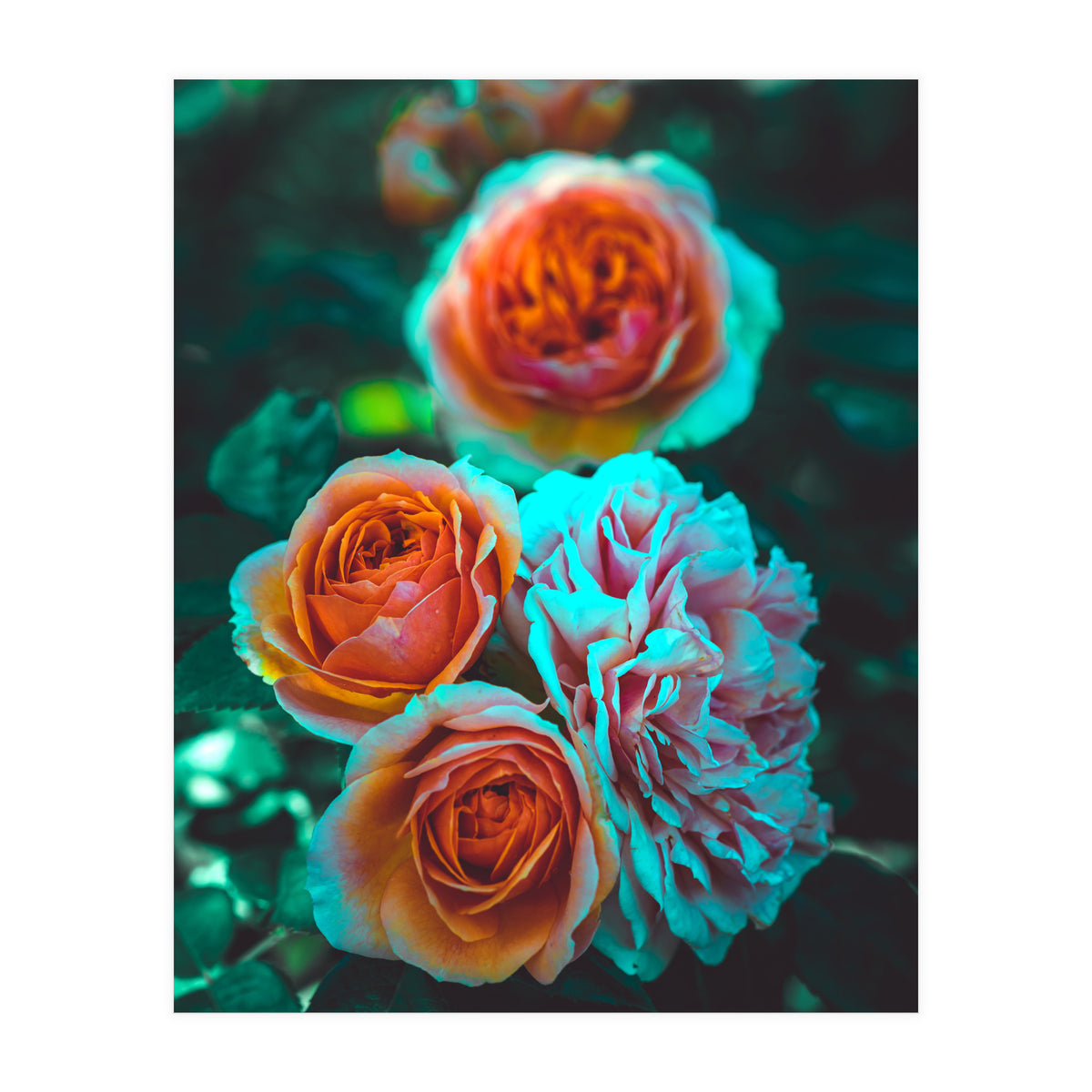 Rose Flowers  (Print Only)