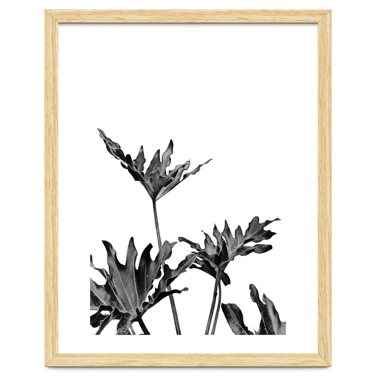 Monstera Black And White 08