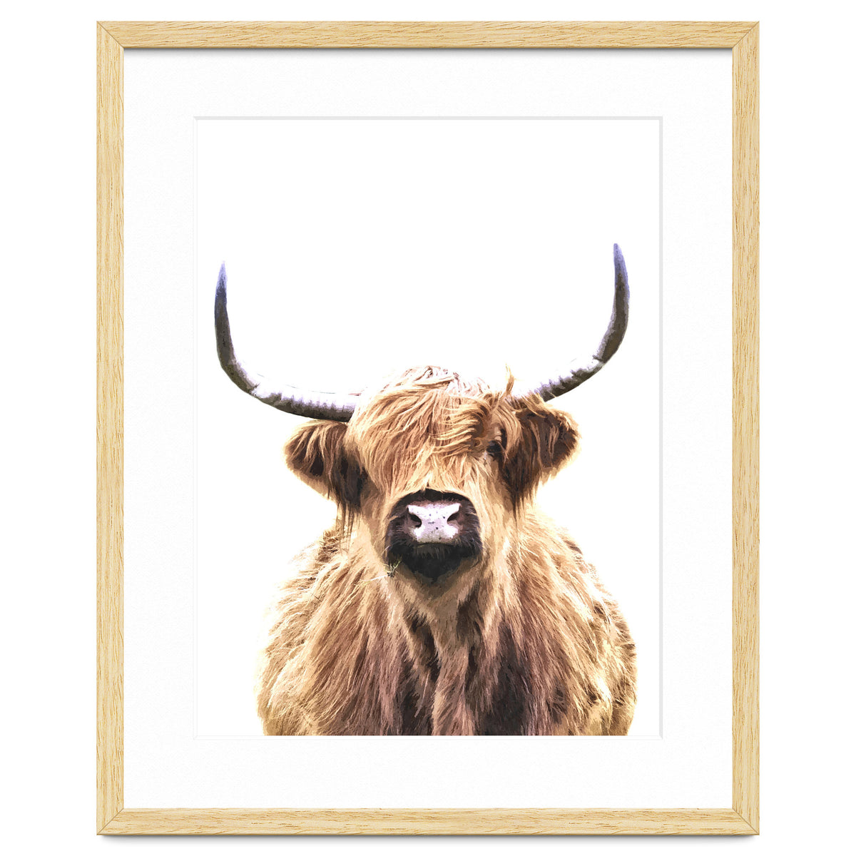Highland Cow Portrait