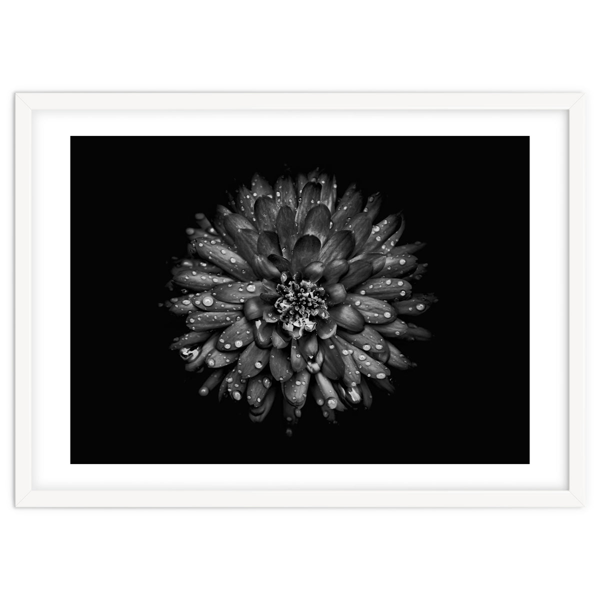 Backyard Flowers In Black And White No 45