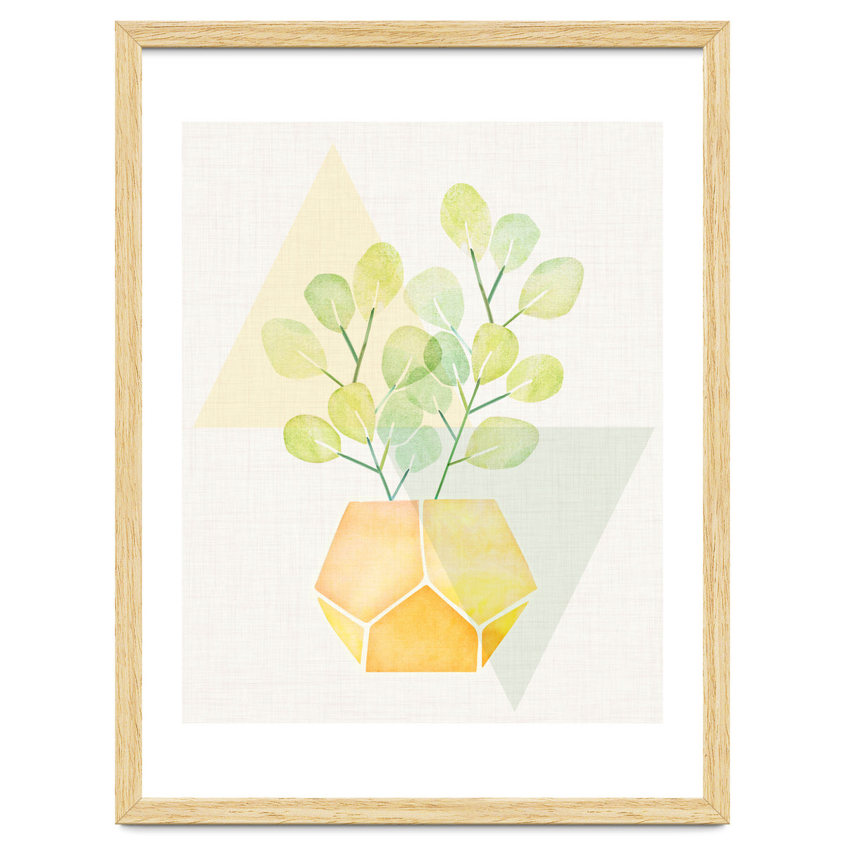 Geometry and House Plant