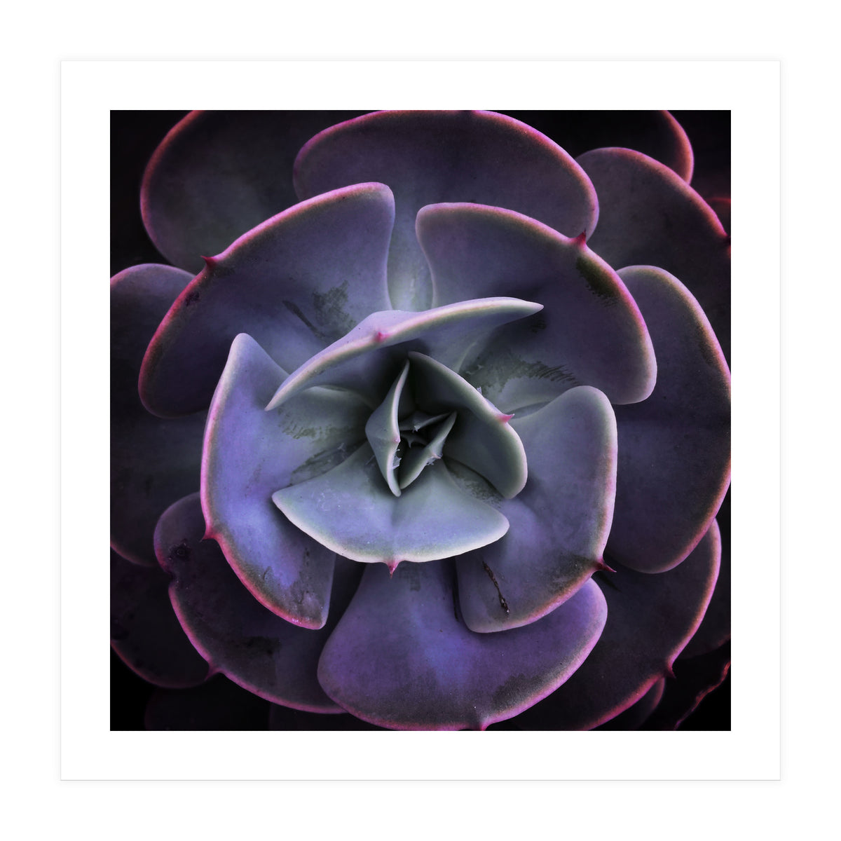 DARKSIDE OF SUCCULENTS VII (Print Only)