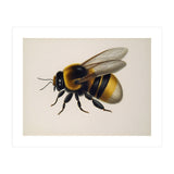 Bumblebee Vintage Illustration (Print Only) thumbnail