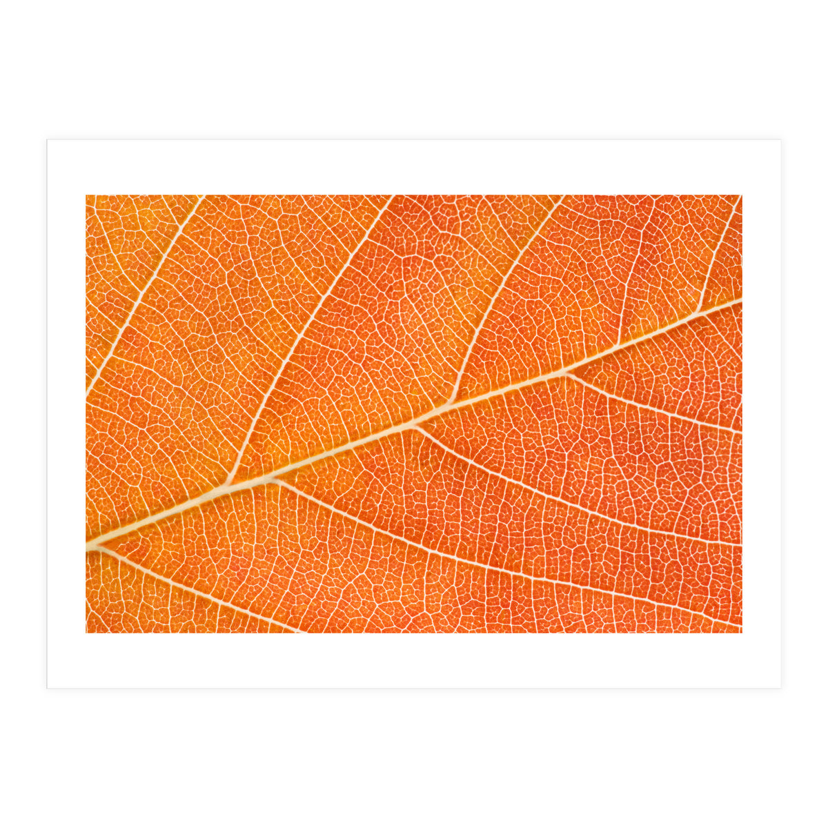 Autumn Leaf (Print Only)