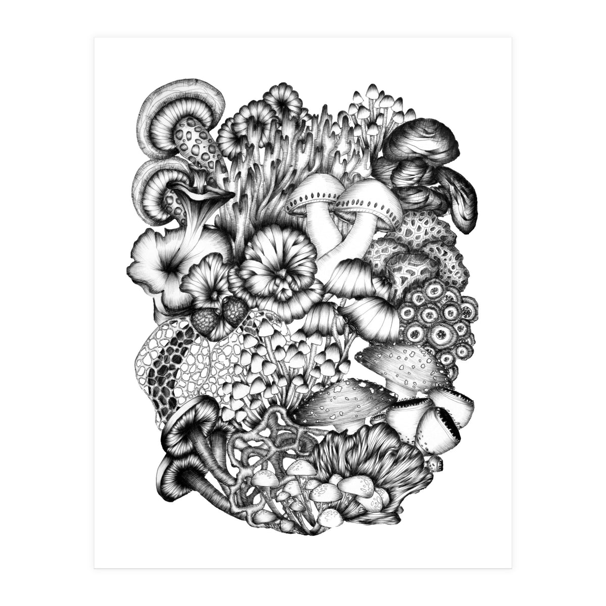 Medley Of Mushrooms (Print Only)