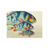 Fish Classic Designs 3 (Print Only) thumbnail